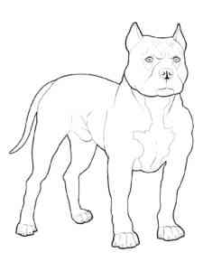 Pitbull Terrier coloring page