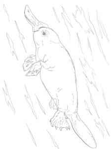 Platypus underwater coloring page