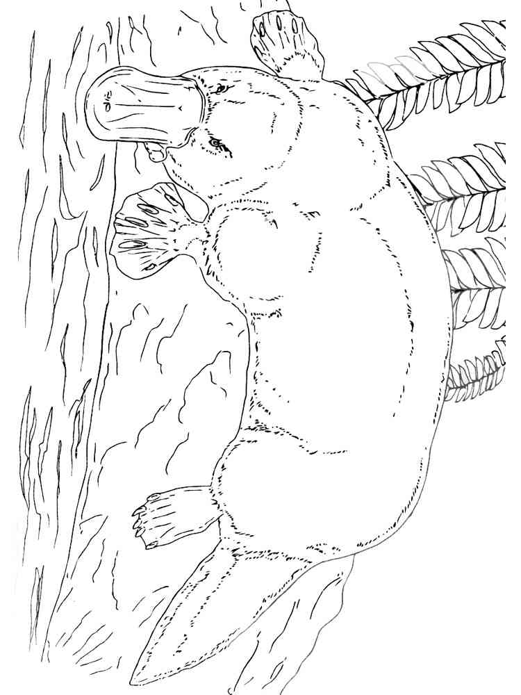 Platypus on a Bank coloring page