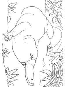 Realistic Platypus coloring page