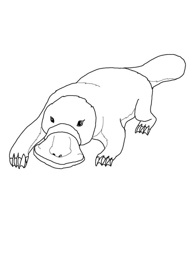 Funny Platypus coloring page
