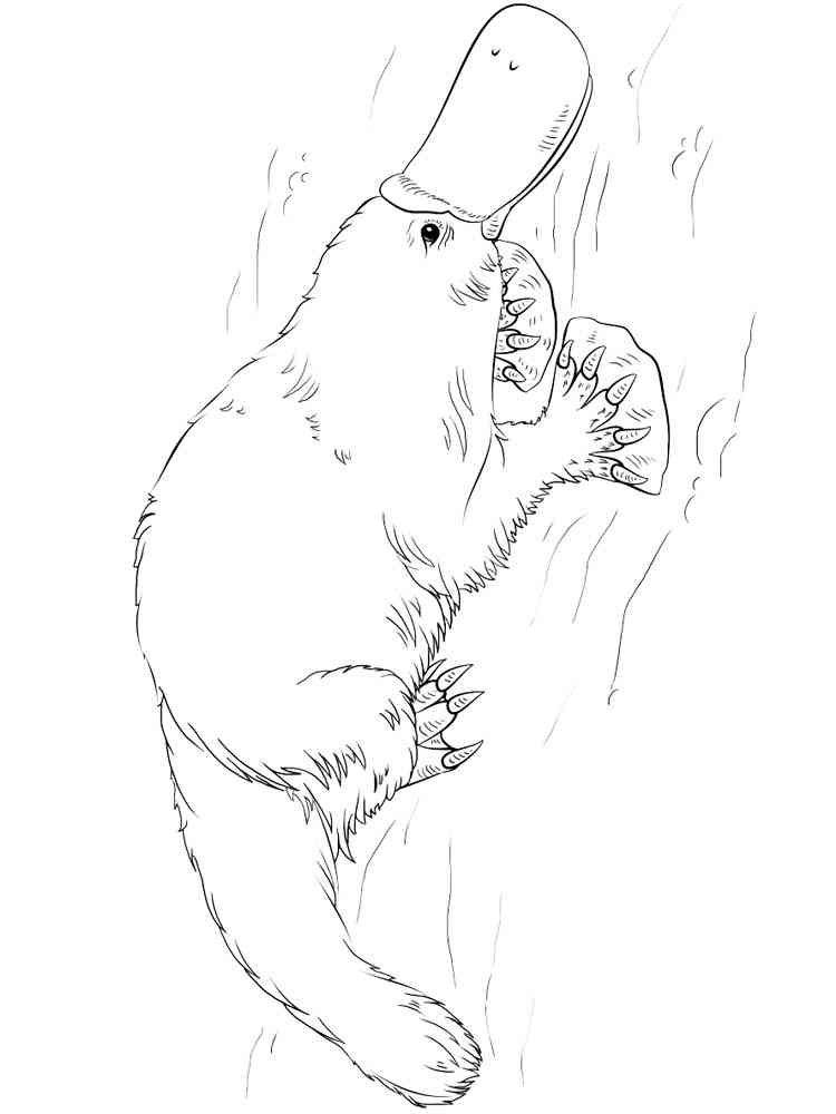 Australian Platypus coloring page