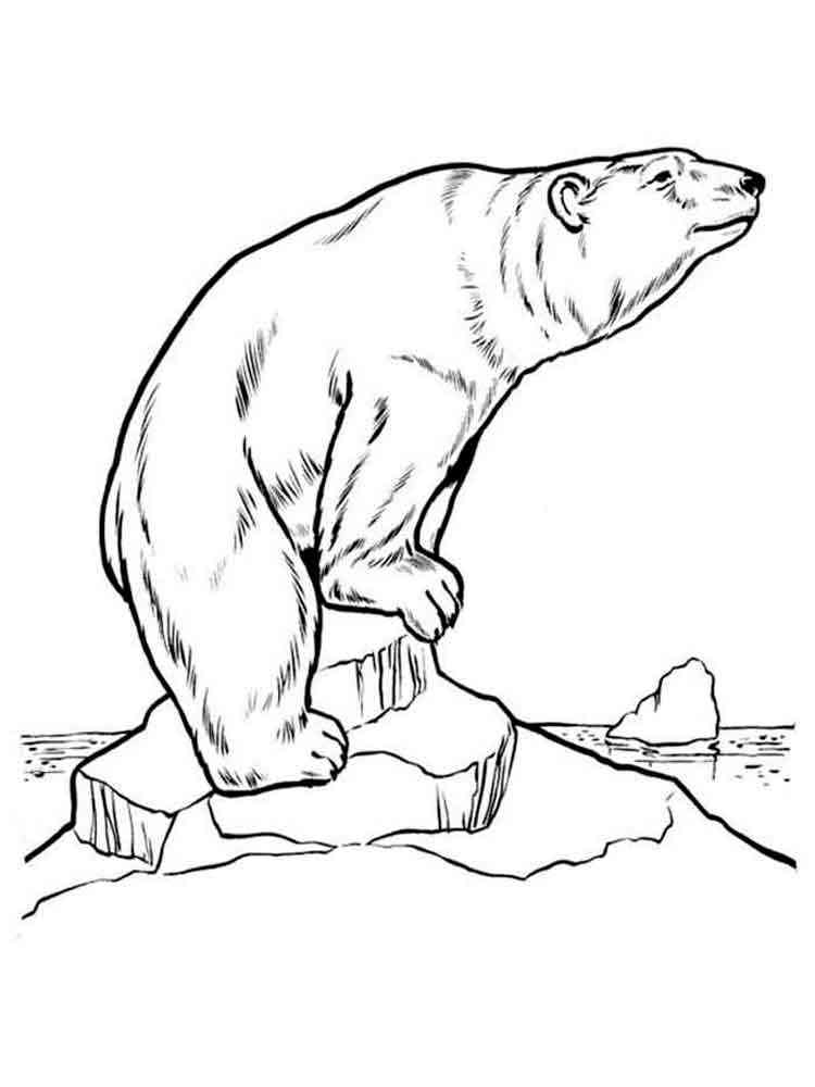 Polar Bear on an ice floe coloring page