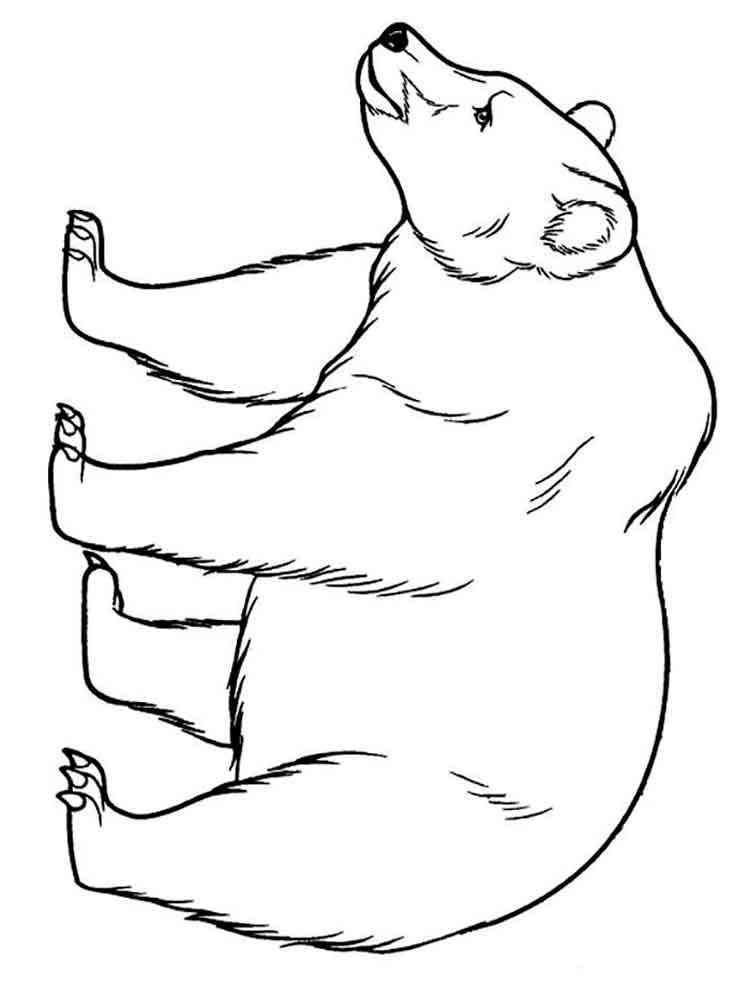 Arctic Polar Bear coloring page