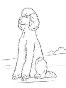 Poodle sits coloring page