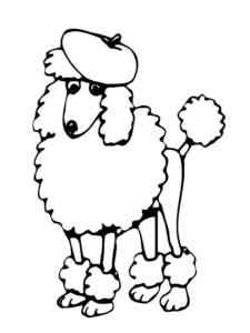 Poodle in the hat coloring page