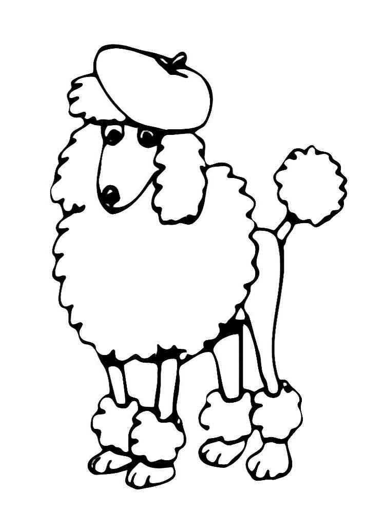 Poodle in the hat coloring page