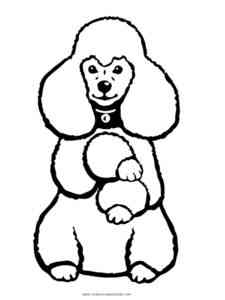 Simple Poodle coloring page