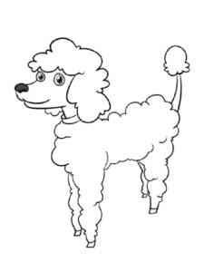 Smiling Poodle coloring page