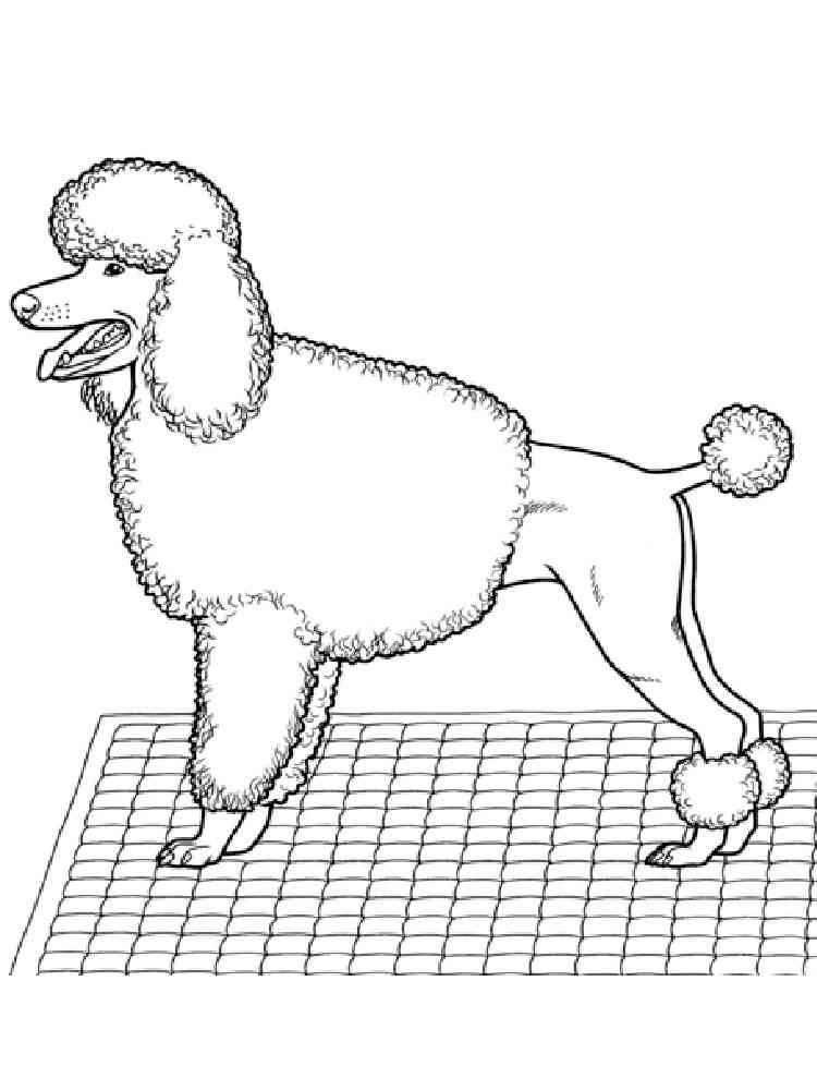 Beautiful Poodle coloring page