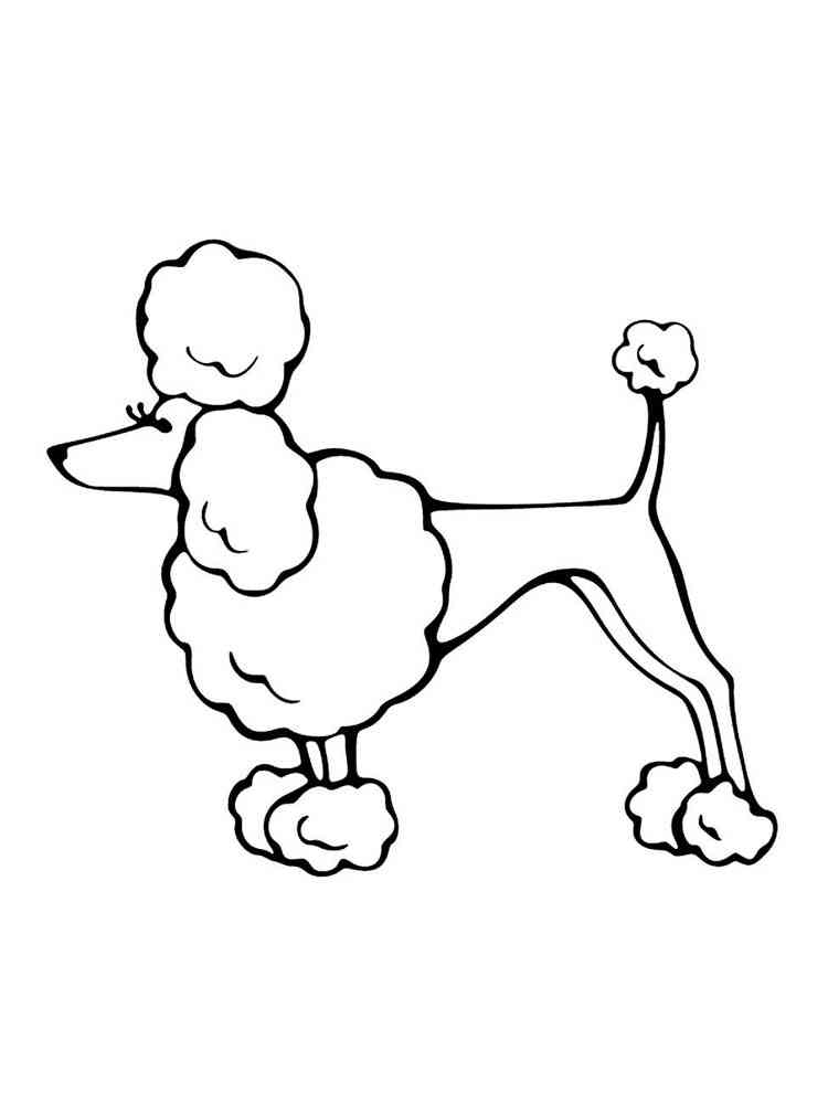 Funny Poodle coloring page