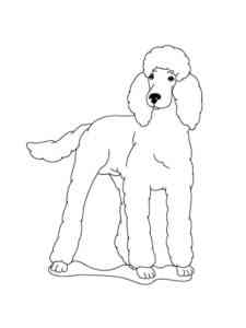 Poodle Dog coloring page