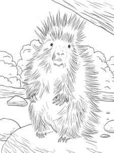North American Porcupine coloring page