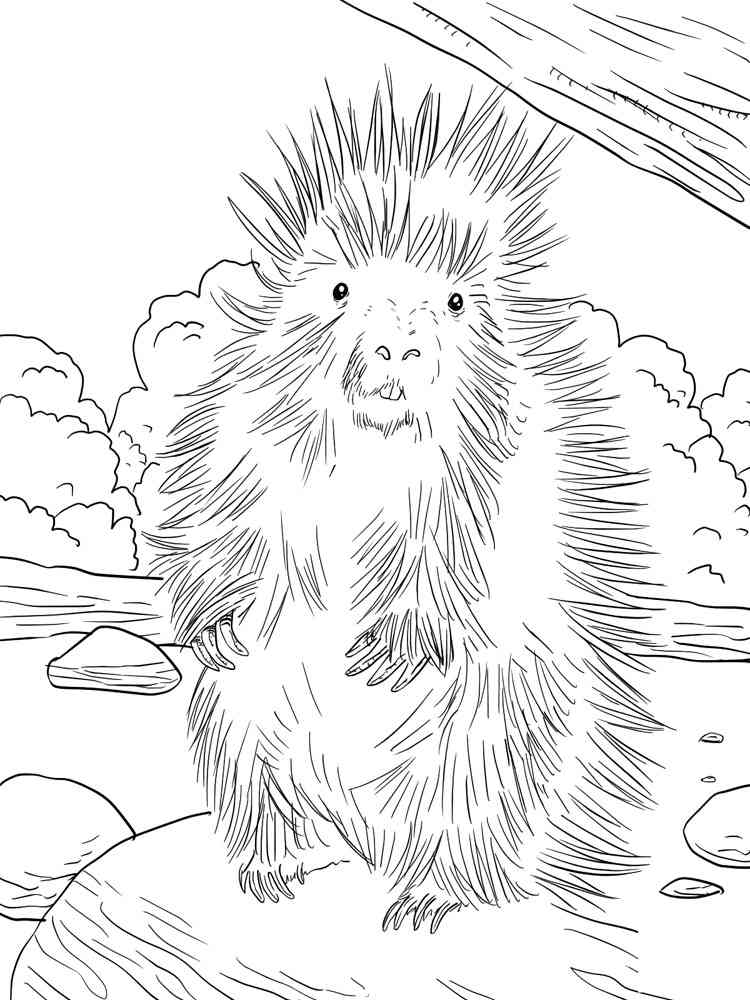 North American Porcupine coloring page