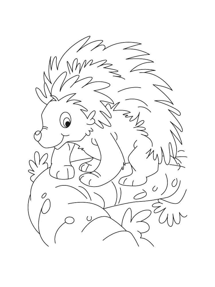 Funny Porcupine coloring page