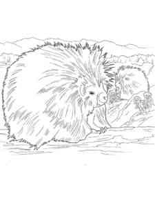 Porcupine with a cub coloring page
