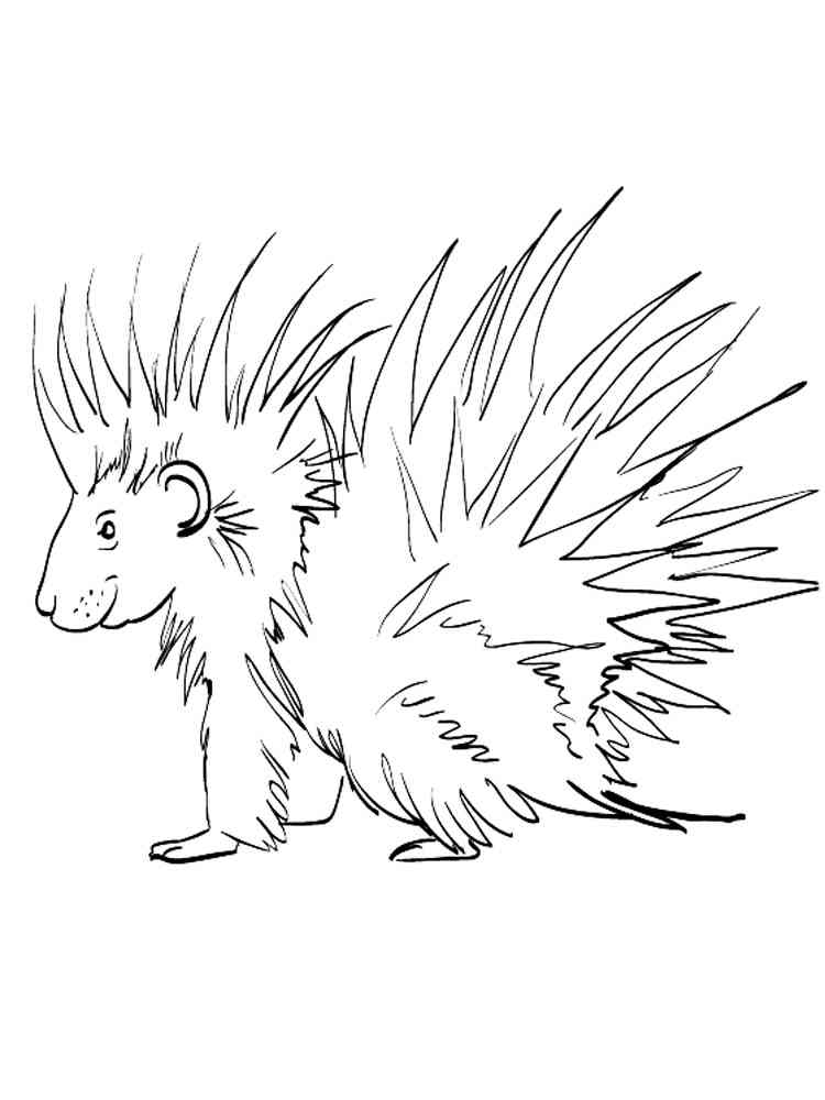 Crested Porcupine coloring page