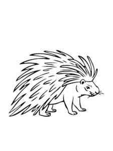 Indonesian Porcupine coloring page