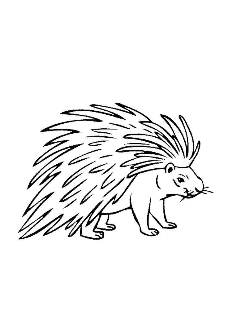 Indonesian Porcupine coloring page