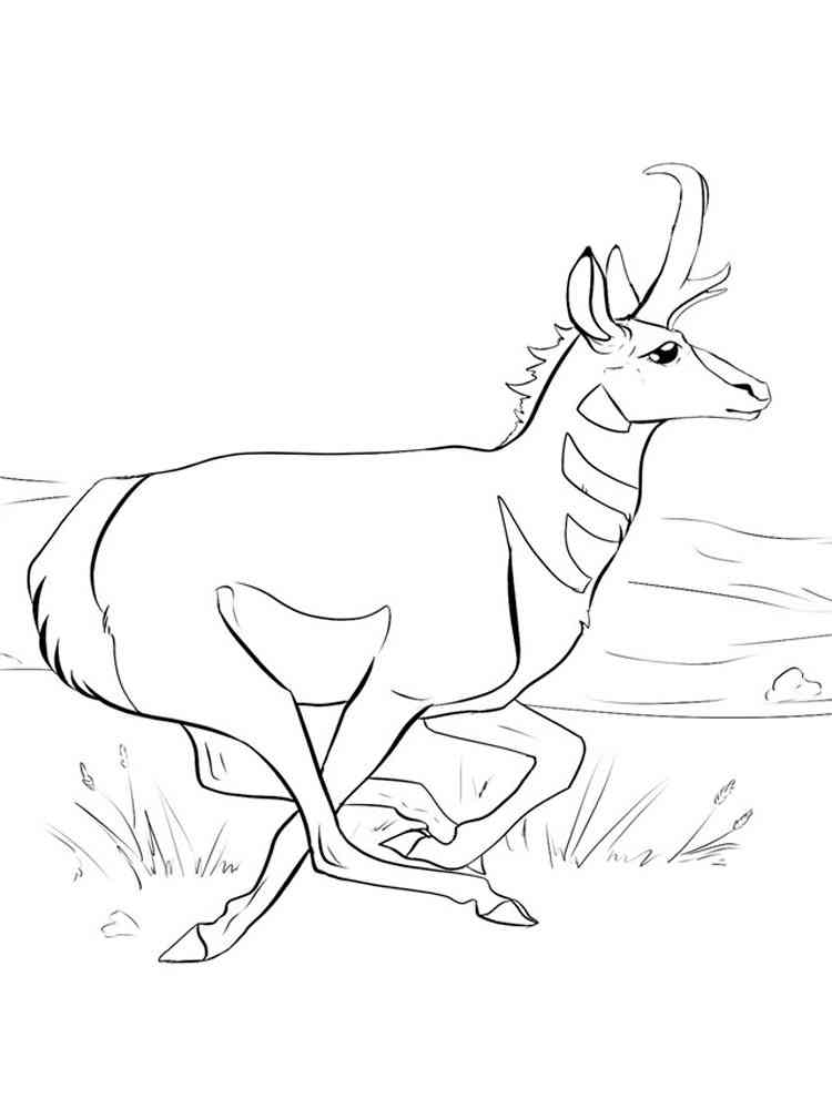 Running Pronghorn coloring page