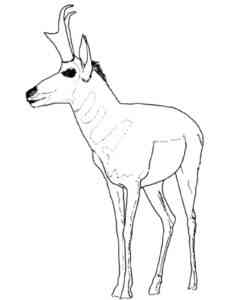 Male Pronghorn coloring page