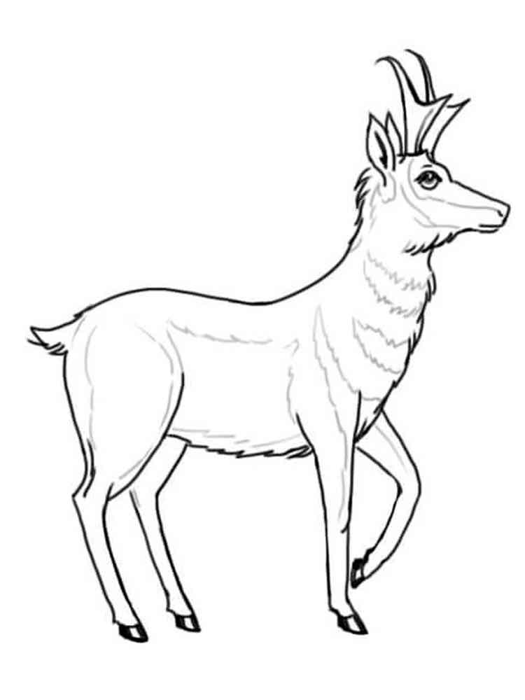 Pronghorn Antelope coloring page