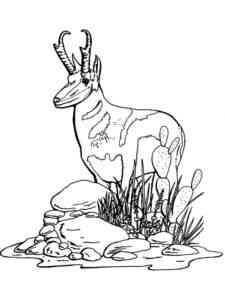 North American Pronghorn coloring page