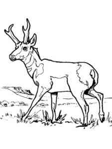 Walking Pronghorn coloring page