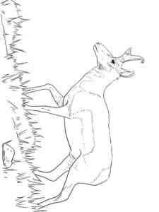 Pronghorn on the Grasses coloring page