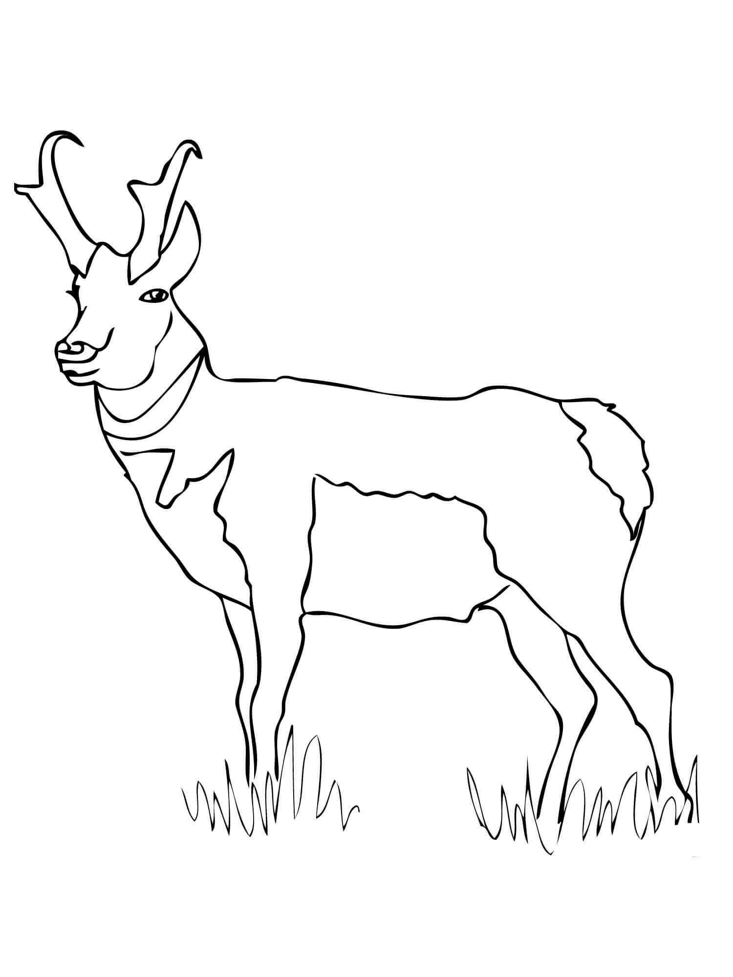 Simple Pronghorn coloring page