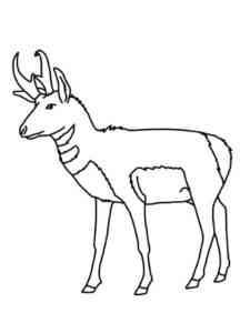 Easy Pronghorn coloring page