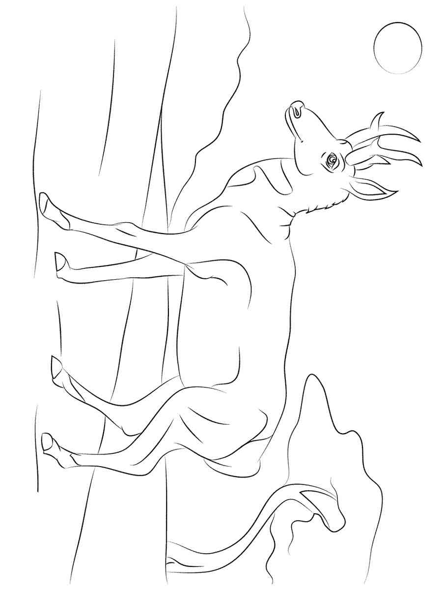 American Antelope Pronghorn coloring page