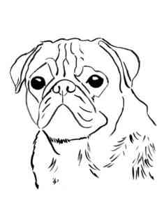Pug portrait coloring page
