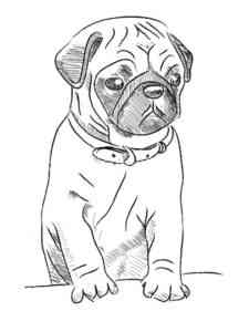 Pug sits coloring page