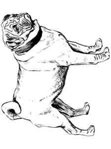 Realistic Pug coloring page