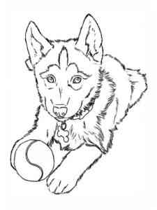 Puppy Husky coloring page