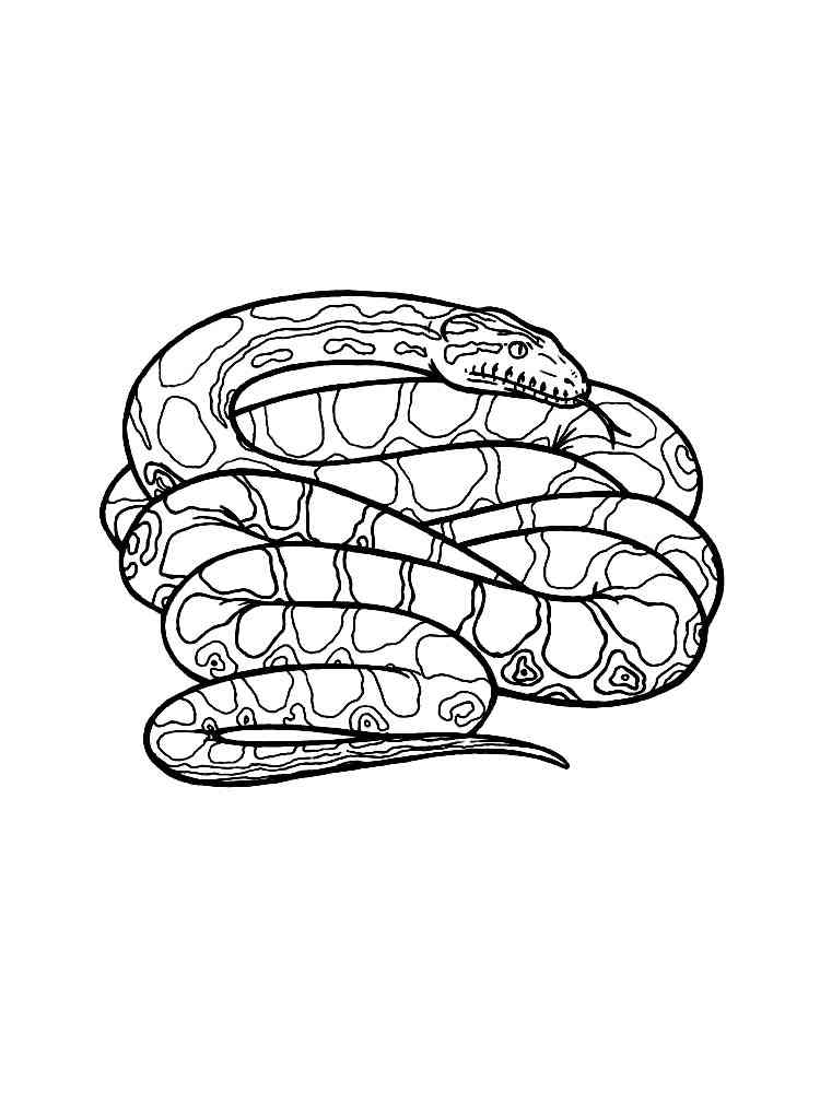 African Rock Python coloring page