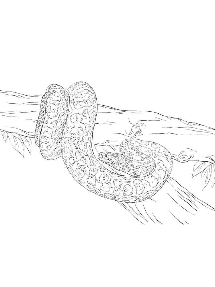 Orange ghost ball python coloring page