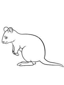 Little Quokka coloring page