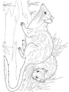 Two Quolls coloring page