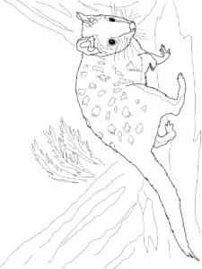 Eastern Quoll coloring page