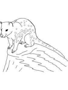 Quoll on the Rock coloring page