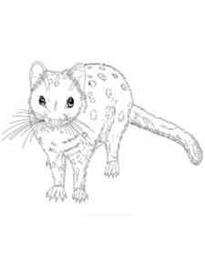 Realistic Quoll coloring page