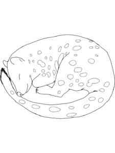 Sleeping Quoll coloring page