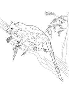 Quoll on a tree coloring page