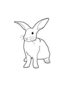 Young Rabbit coloring page