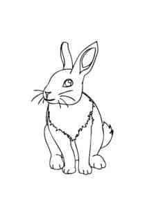 Realistic Rabbit coloring page