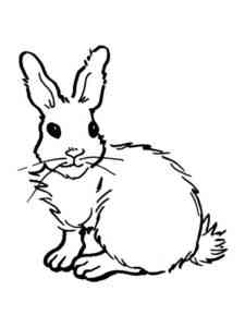 Simple Rabbit coloring page