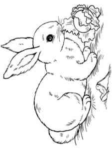 Rabbit eats cabbage coloring page