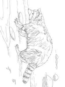 North American Raccoon coloring page
